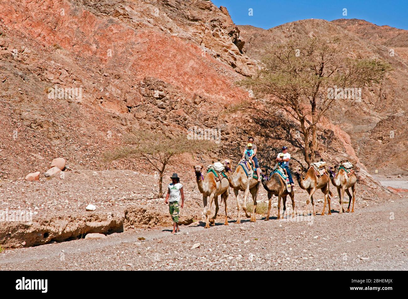 Caravane de chameaux dans le désert Banque D'Images