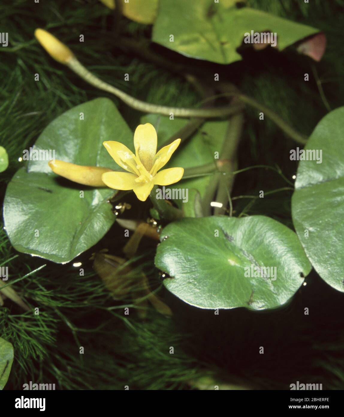 Fleur de fanwort (Cabomba Aquatica) Banque D'Images