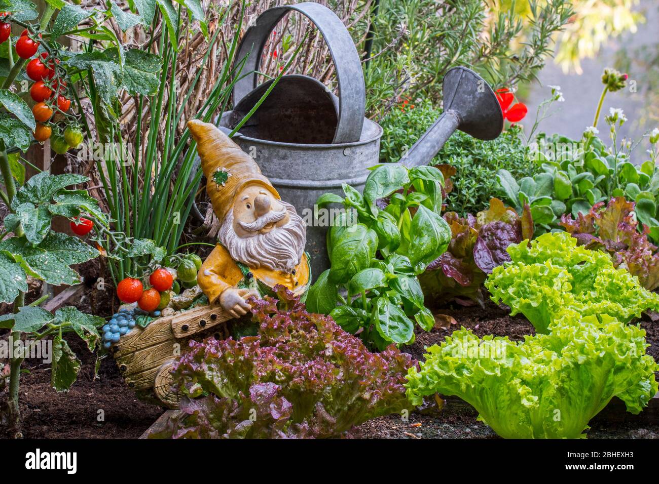 Figurine décorative de gnome de jardin avec brouette parmi différentes espèces de laitue, herbes, tomates et légumes dans une boîte en bois de jardin de pied carré Banque D'Images