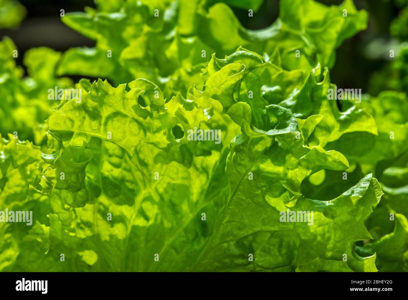Laitue fraîche (Lactuca sativa), gros plan de feuilles vertes Banque D'Images