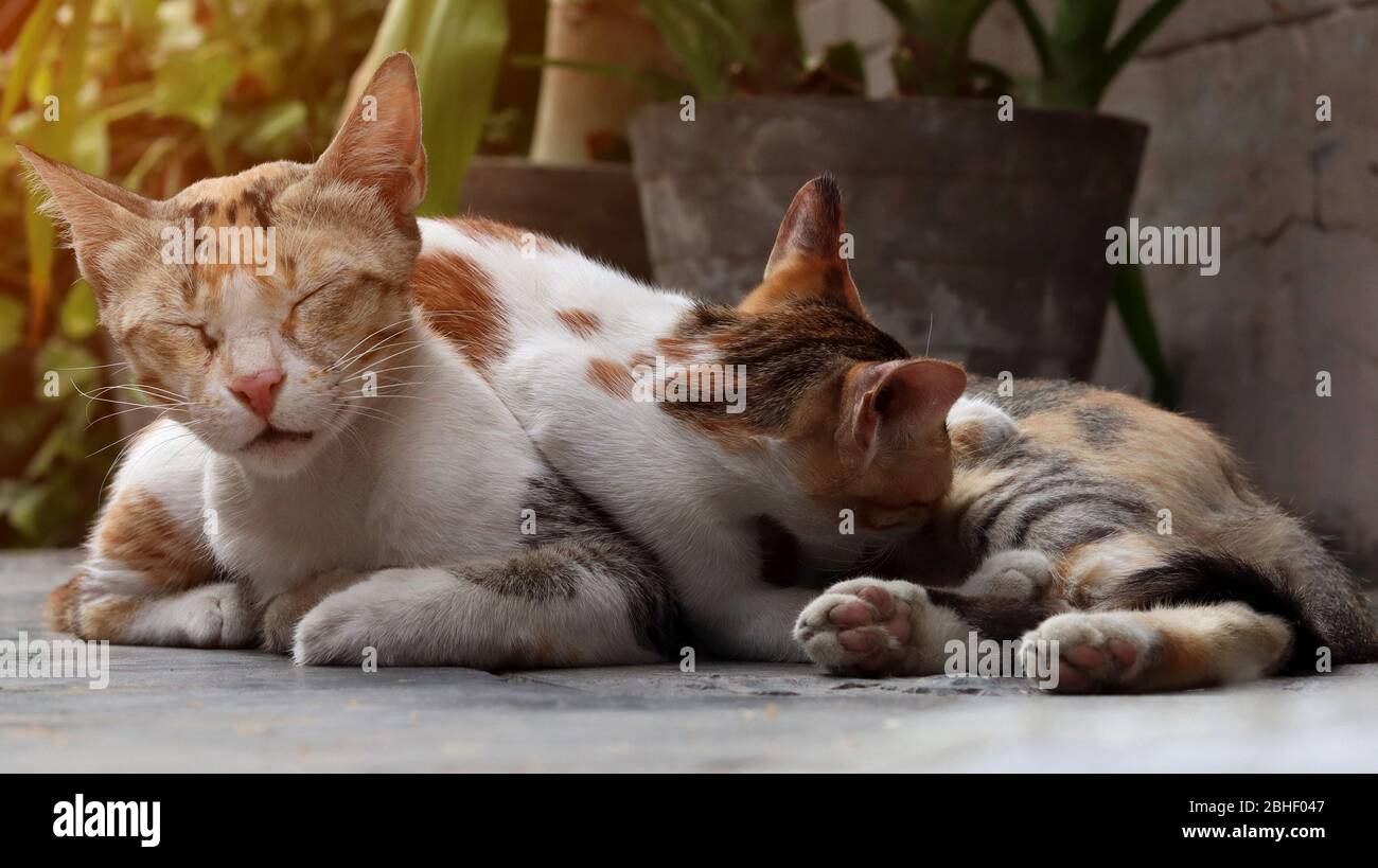 La mère errant ou féral chat allaitant ses chatons. Le chat est un petit mammifère carnivore. Banque D'Images