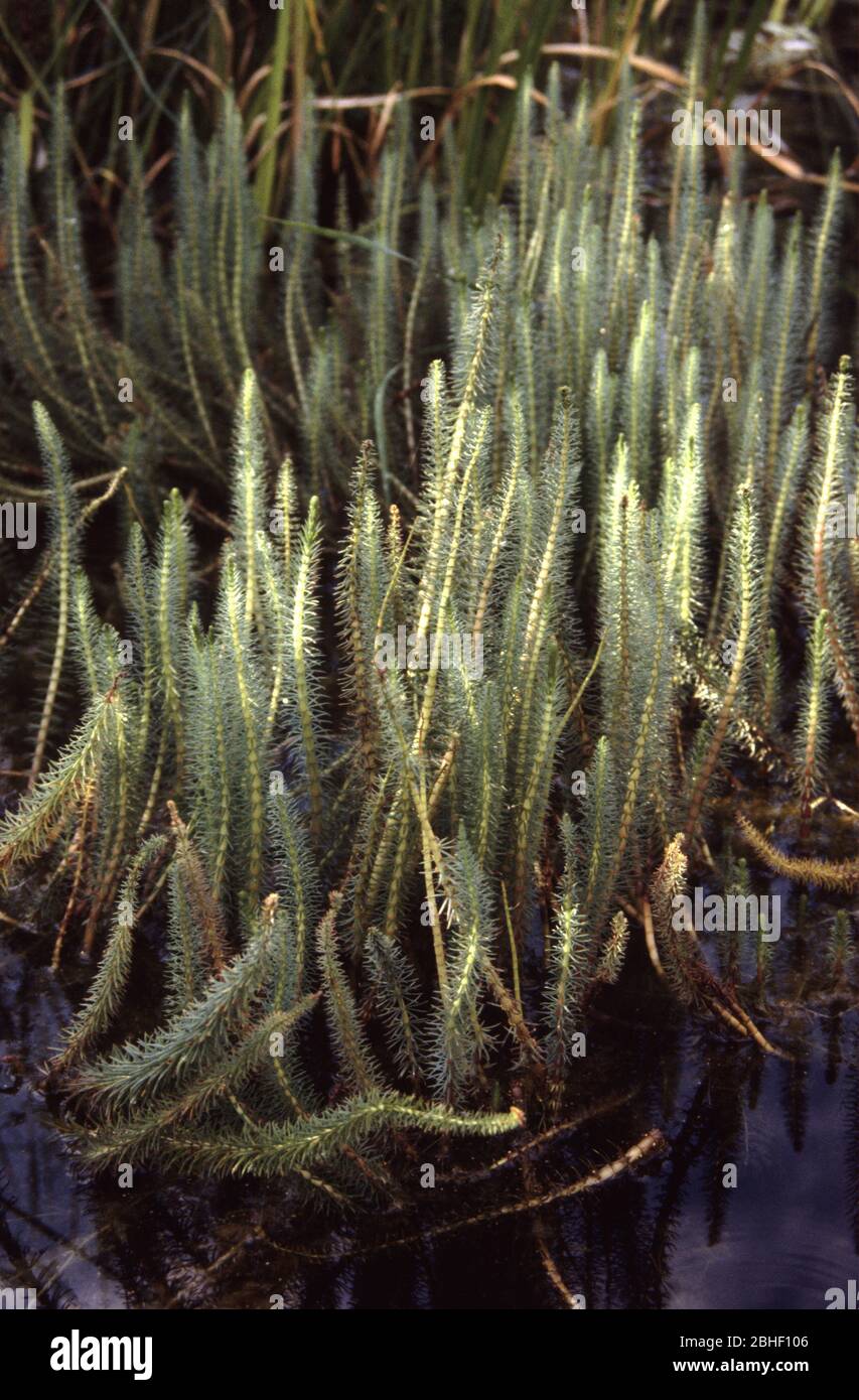 Jument's-queue ou commun mare's-queue, Hippurus vulgaris Banque D'Images