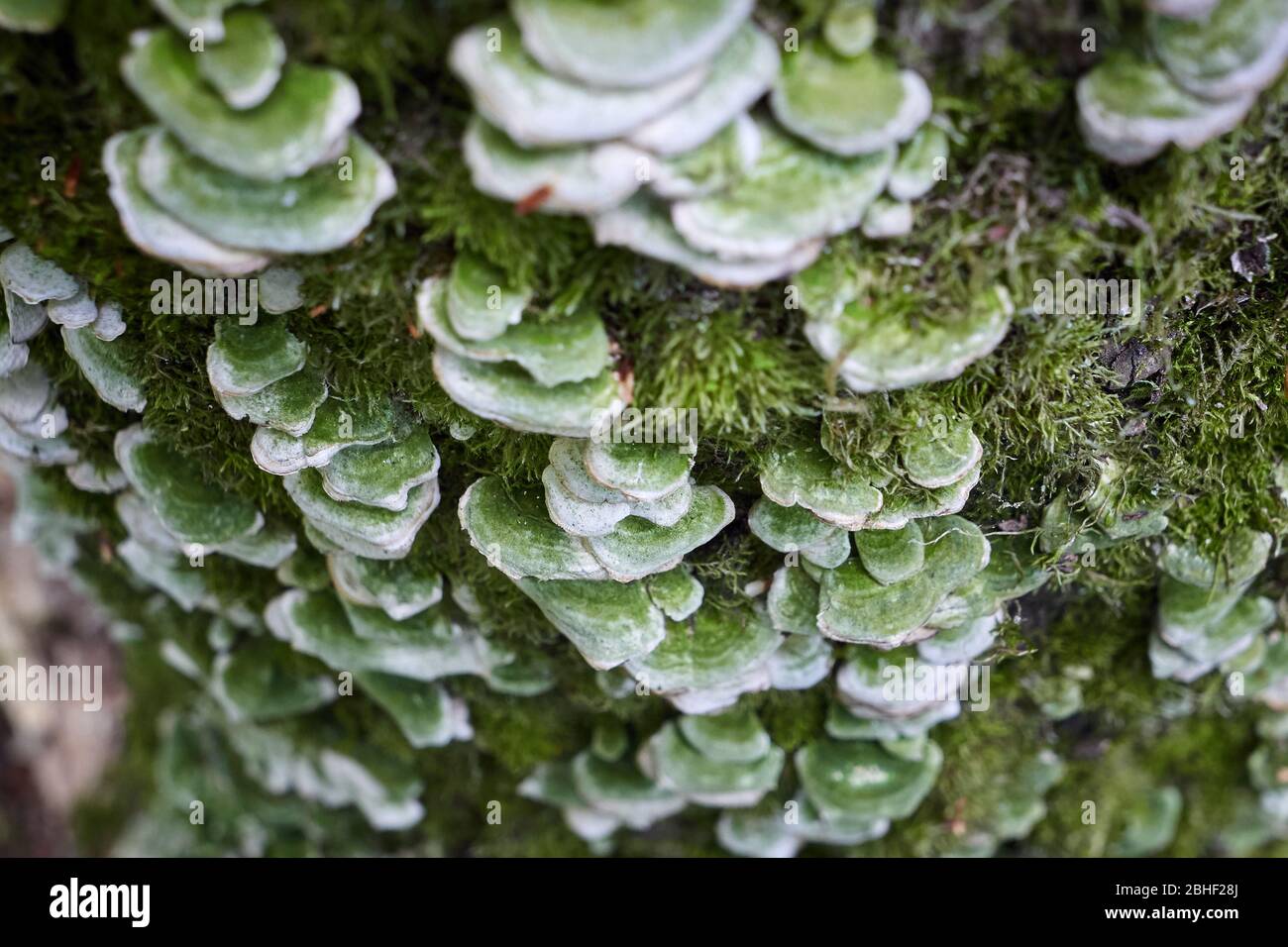 Champignons de rayon qui poussent sur un tronc d'arbre Banque D'Images