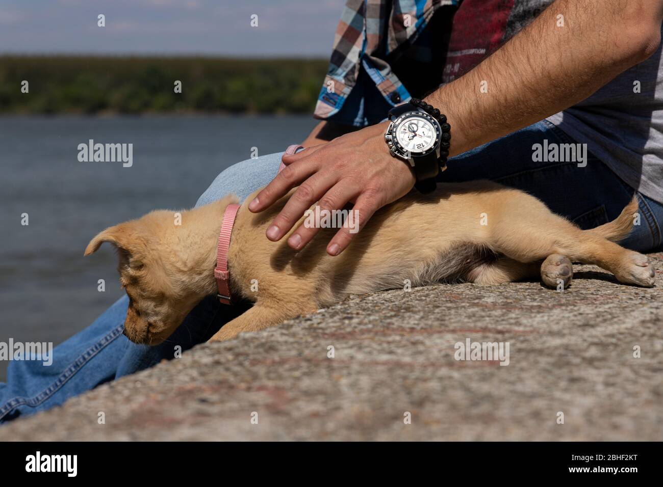 Chiot pété par son propriétaire. Des petits animaux adorables et mignons Banque D'Images