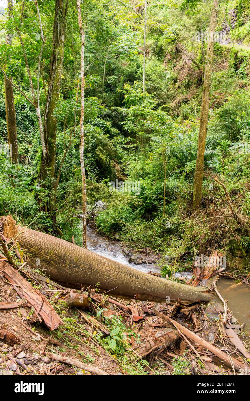 Forêt tropicale avec arbre tombé dans les collines de Sao Tomé Island, Sao Tomé & principe. Banque D'Images