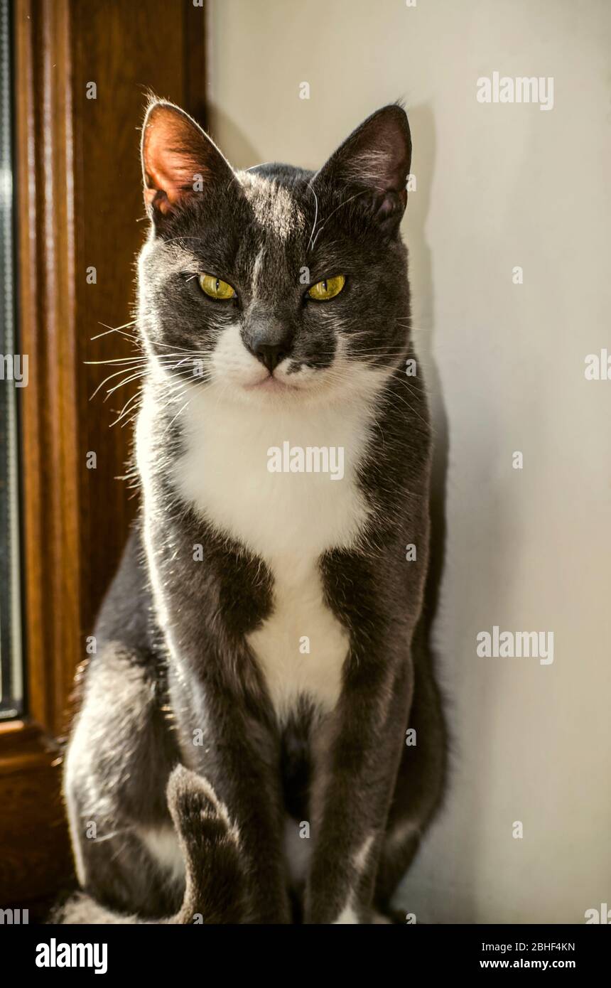 Yeux Globuleux Banque D Image Et Photos Alamy Yeux Globuleux Banque D Image Et Photos Alamy