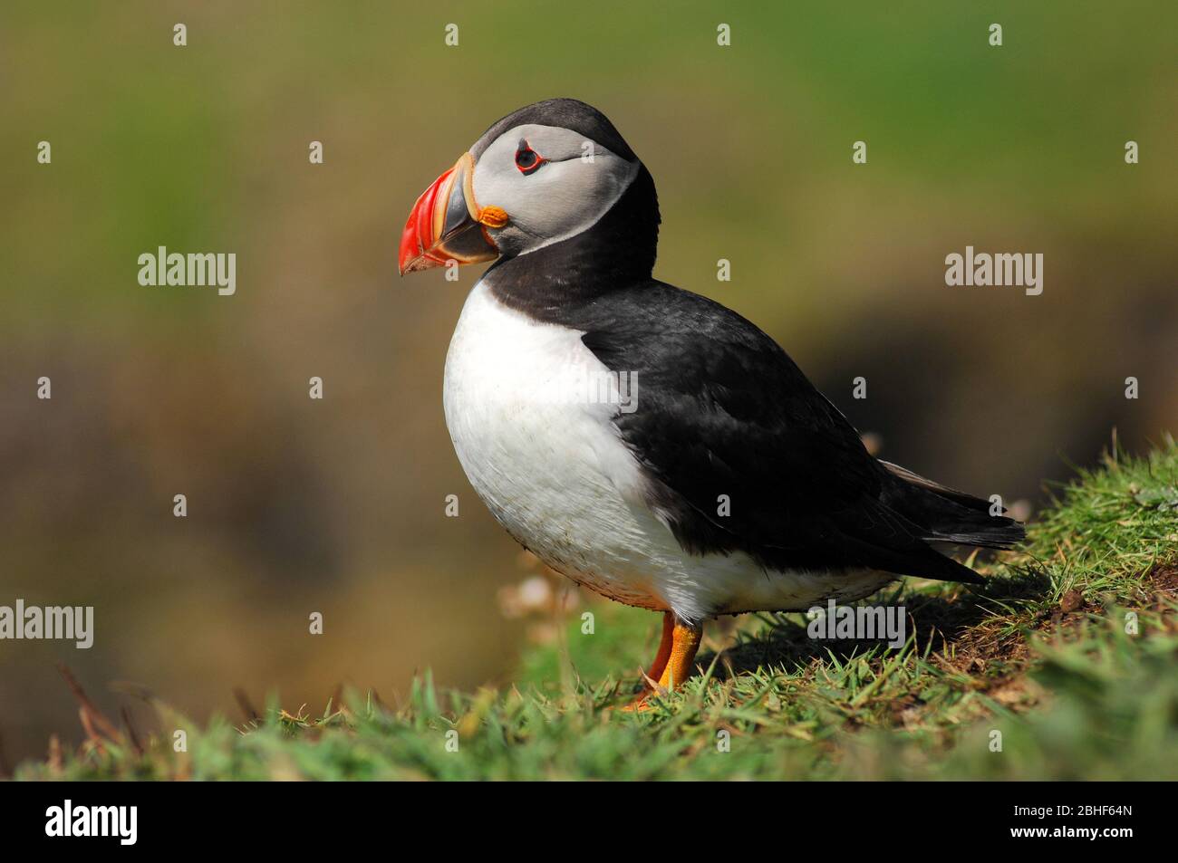 Atlantic Puffin, vue dans les îles Treshnish, Écosse. Banque D'Images