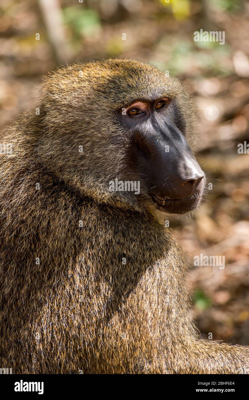 Gros plan du babouin de Guinée (Papio papio) dans la réserve de jeux Sai près d'Accra, Ghana. Banque D'Images