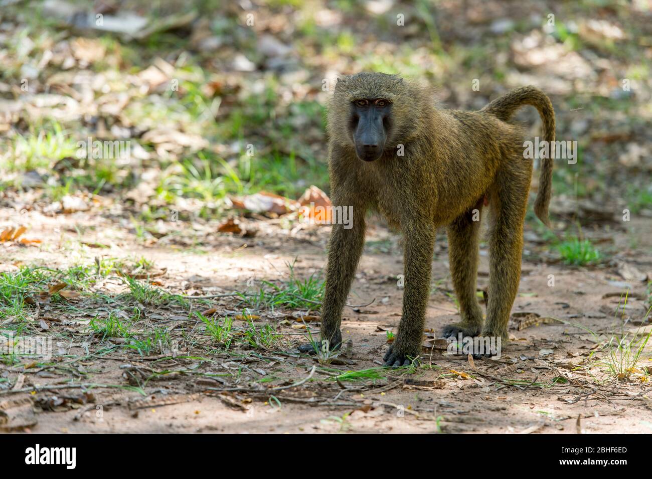 Guinée babouin (Papio papio) dans la réserve de jeu Sai près d'Accra, Ghana. Banque D'Images