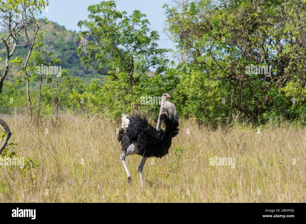 Autruche masculine dans la réserve de jeu Sai près d'Accra, au Ghana. Banque D'Images