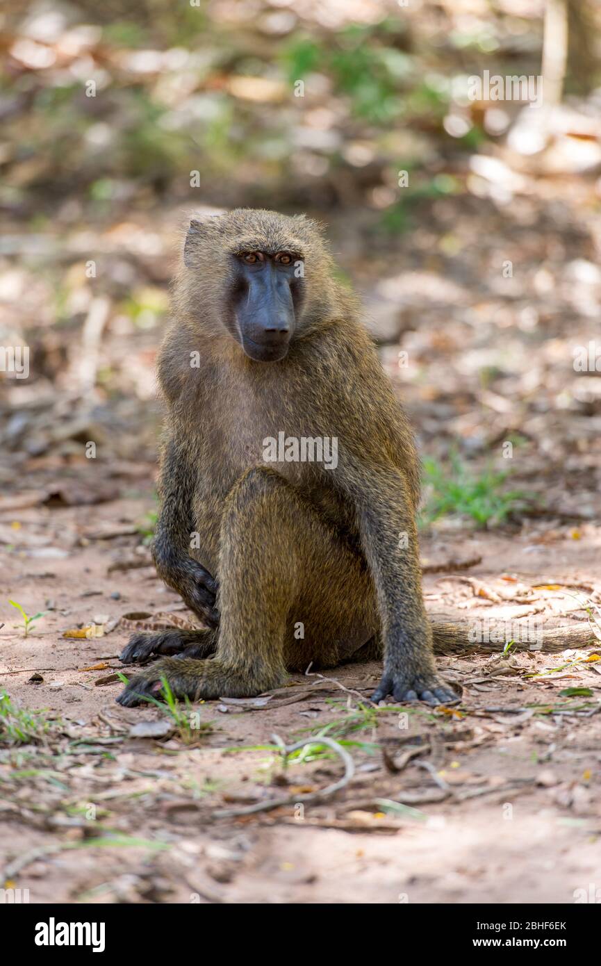 Guinée babouin (Papio papio) dans la réserve de jeu Sai près d'Accra, Ghana. Banque D'Images