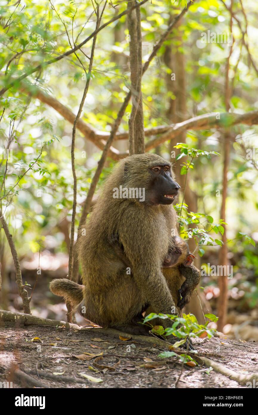 Guinée babouin (Papio papio) mère avec bébé dans la réserve de jeu Sai près d'Accra, Ghana. Banque D'Images