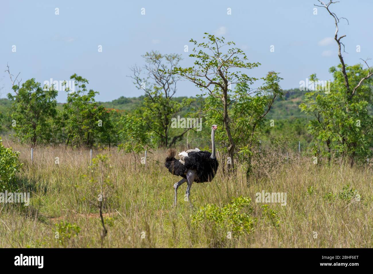 Autruche masculine dans la réserve de jeu Sai près d'Accra, au Ghana. Banque D'Images
