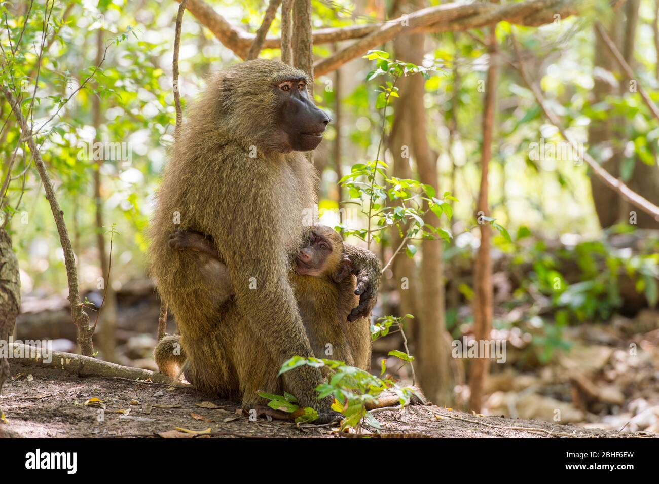 Guinée babouin (Papio papio) mère avec bébé dans la réserve de jeu Sai près d'Accra, Ghana. Banque D'Images