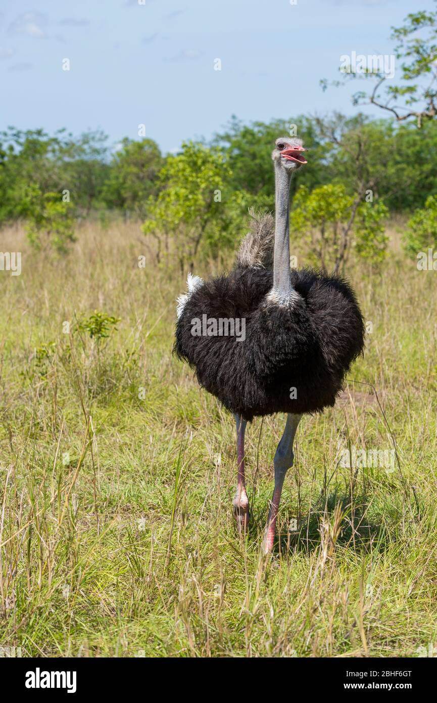 Autruche masculine dans la réserve de jeu Sai près d'Accra, au Ghana. Banque D'Images