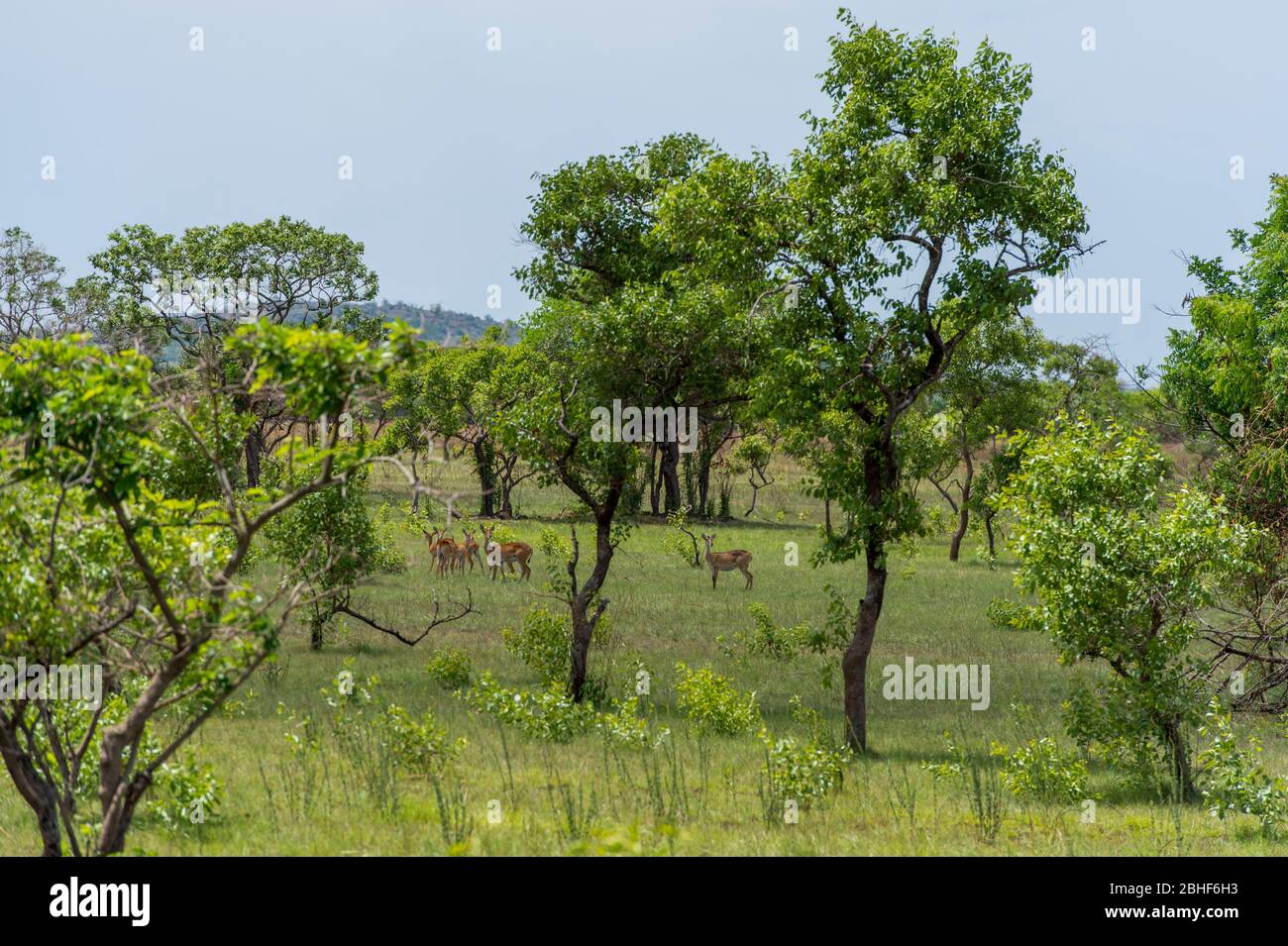Groupe de Kob antilopes (Kobus kob) dans la réserve de jeu Sai près d'Accra, Ghana. Banque D'Images