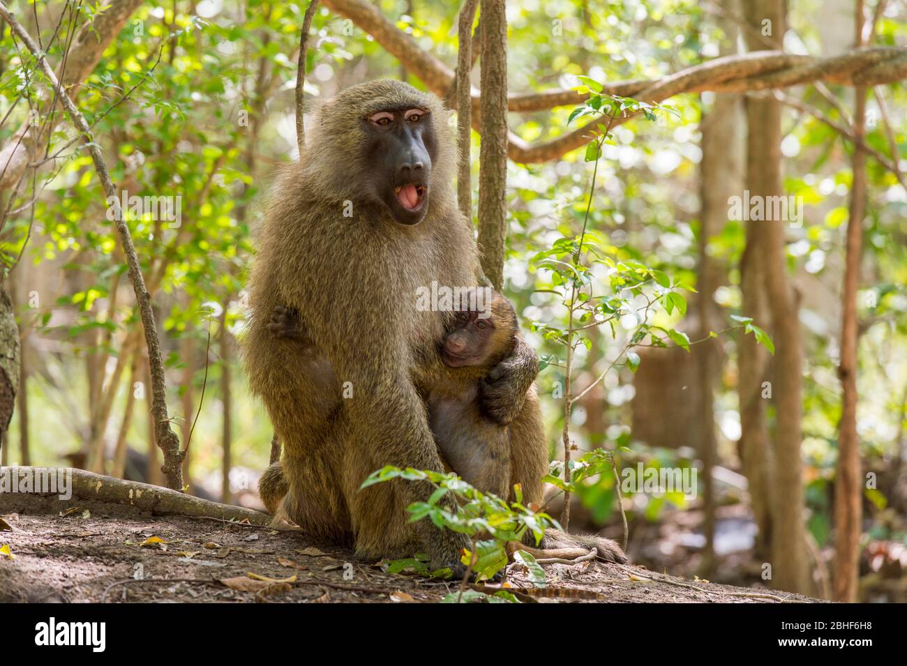 Guinée babouin (Papio papio) mère avec bébé dans la réserve de jeu Sai près d'Accra, Ghana. Banque D'Images