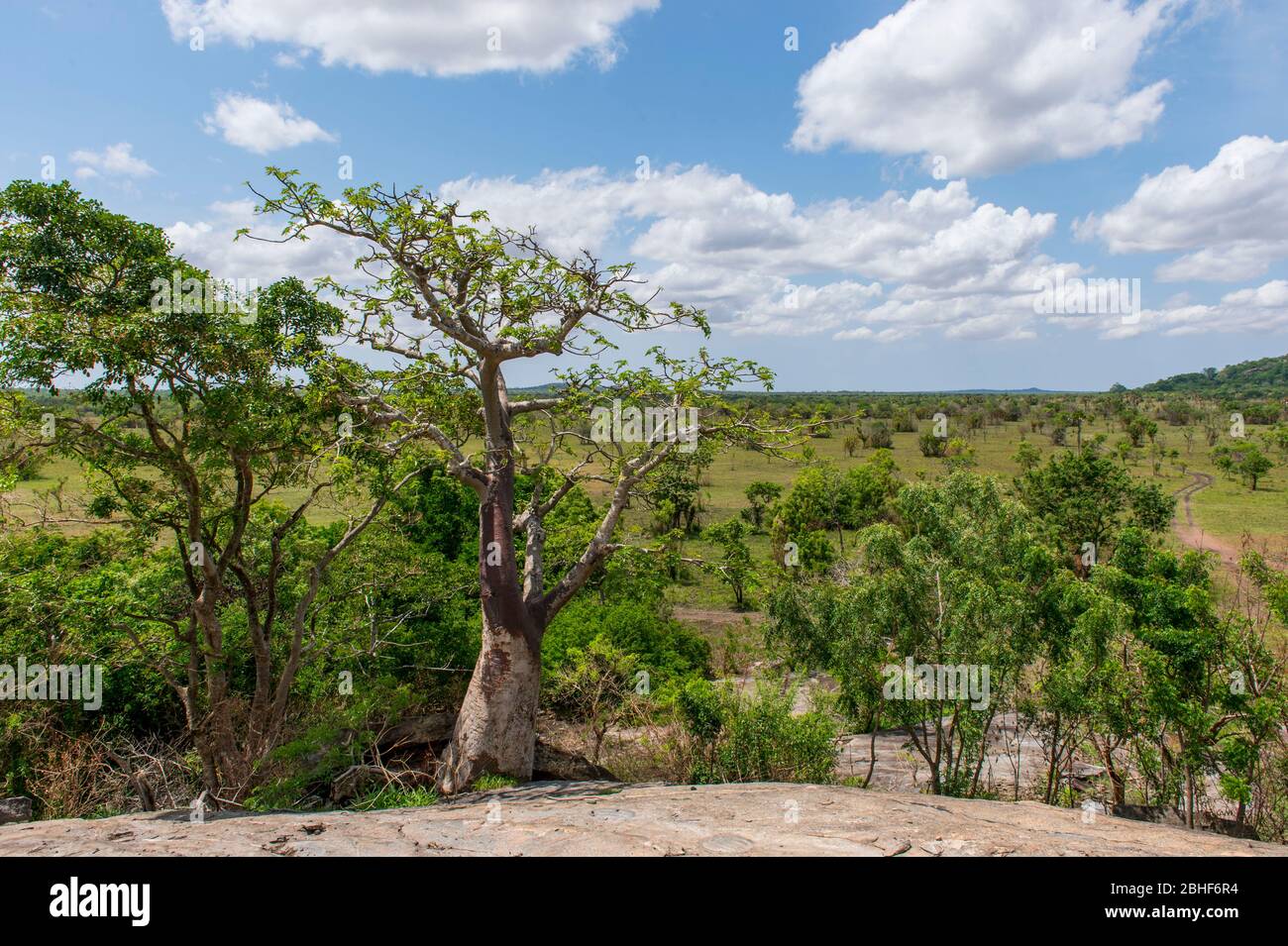 Paysage avec baobab arbre Sai Game Reserve près d'Accra, Ghana. Banque D'Images
