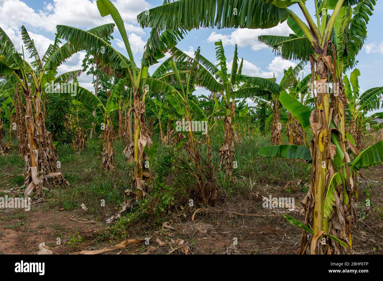Plantation de bananes près d'Accra, Ghana. Banque D'Images