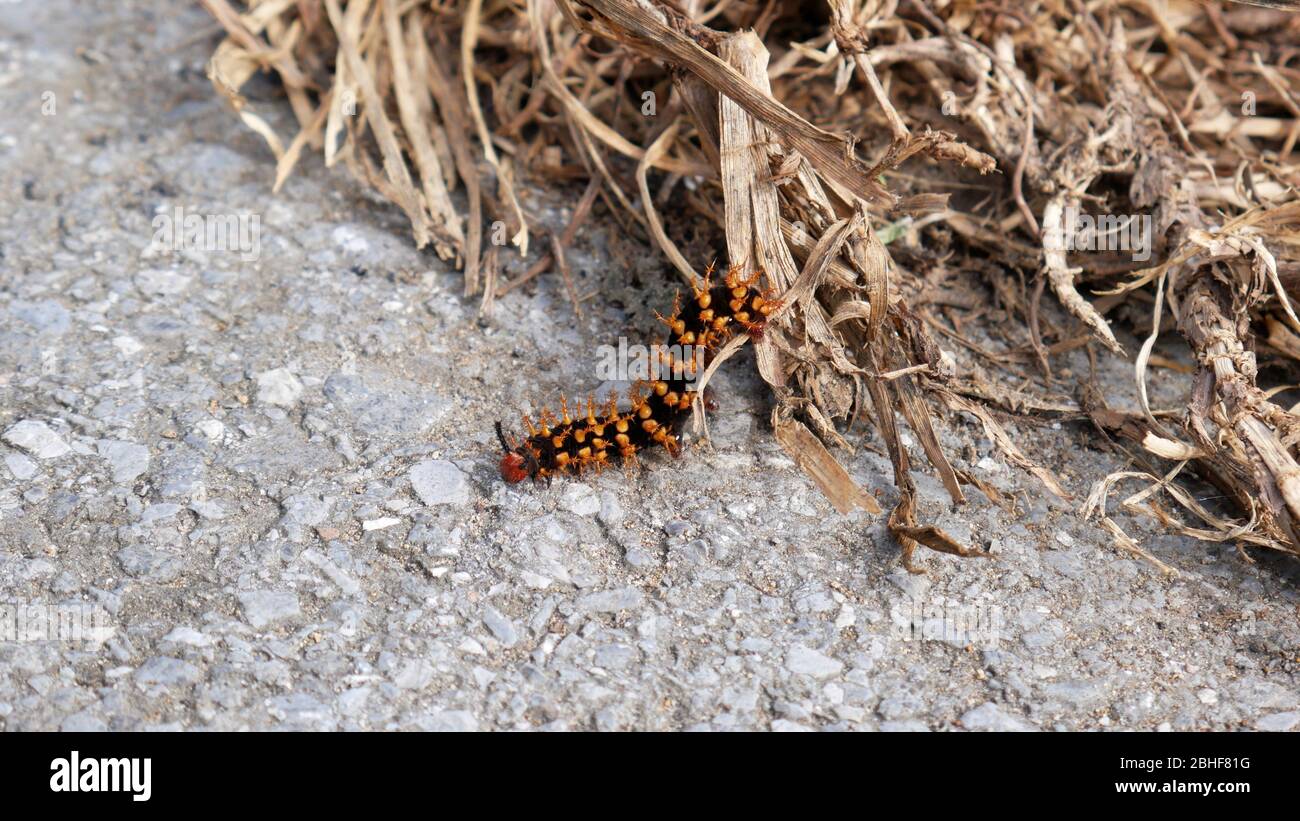 caterpillar tropical dans le parc national de Gunung Mulu, Bornéo, Malaisie Banque D'Images