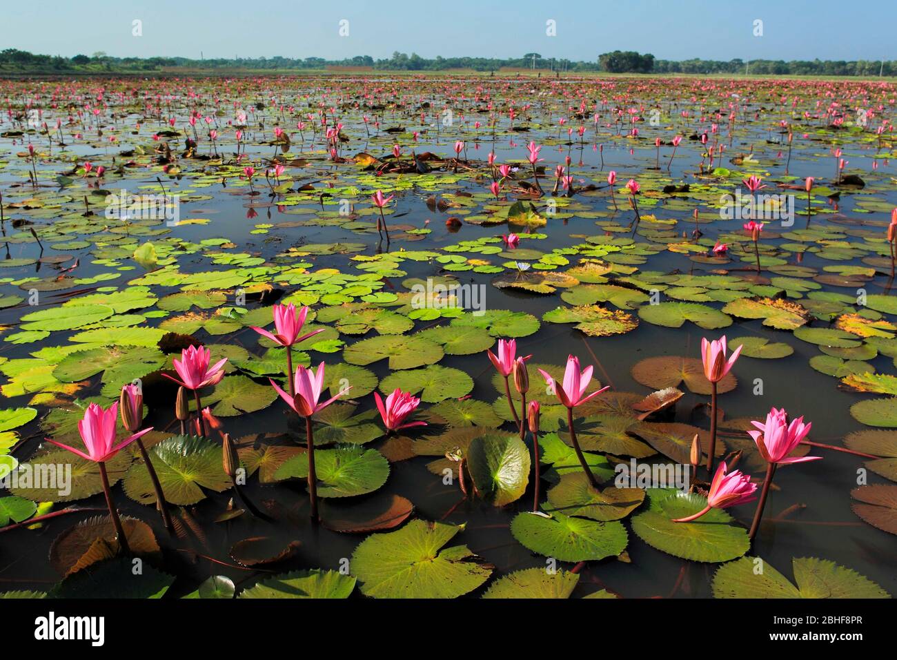 Photo de stock - le Lotus, Nelumbo nucifera, connu localement sous le nom de 'Padma', est une plante aquatique nymphaeacée, trouvée dans les basses terres du Bangladesh. Banque D'Images