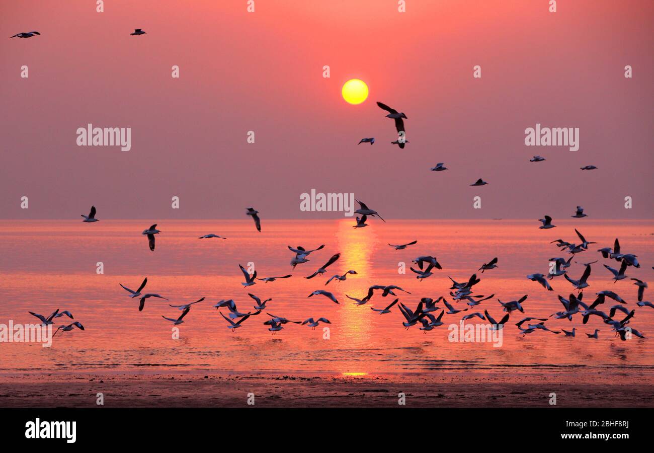 Stock photo - le troupeau d'oiseaux à Dublar Char, une île située à la frontière sud du Sundarban, face à la baie du Bengale. Banque D'Images