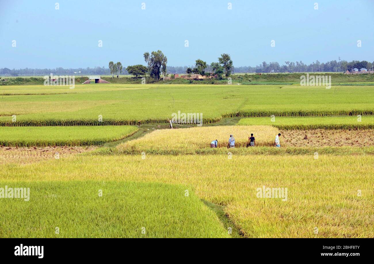 Les agriculteurs bangladais récoltent du riz dans un champ situé à la périphérie de Dhaka. Banque D'Images
