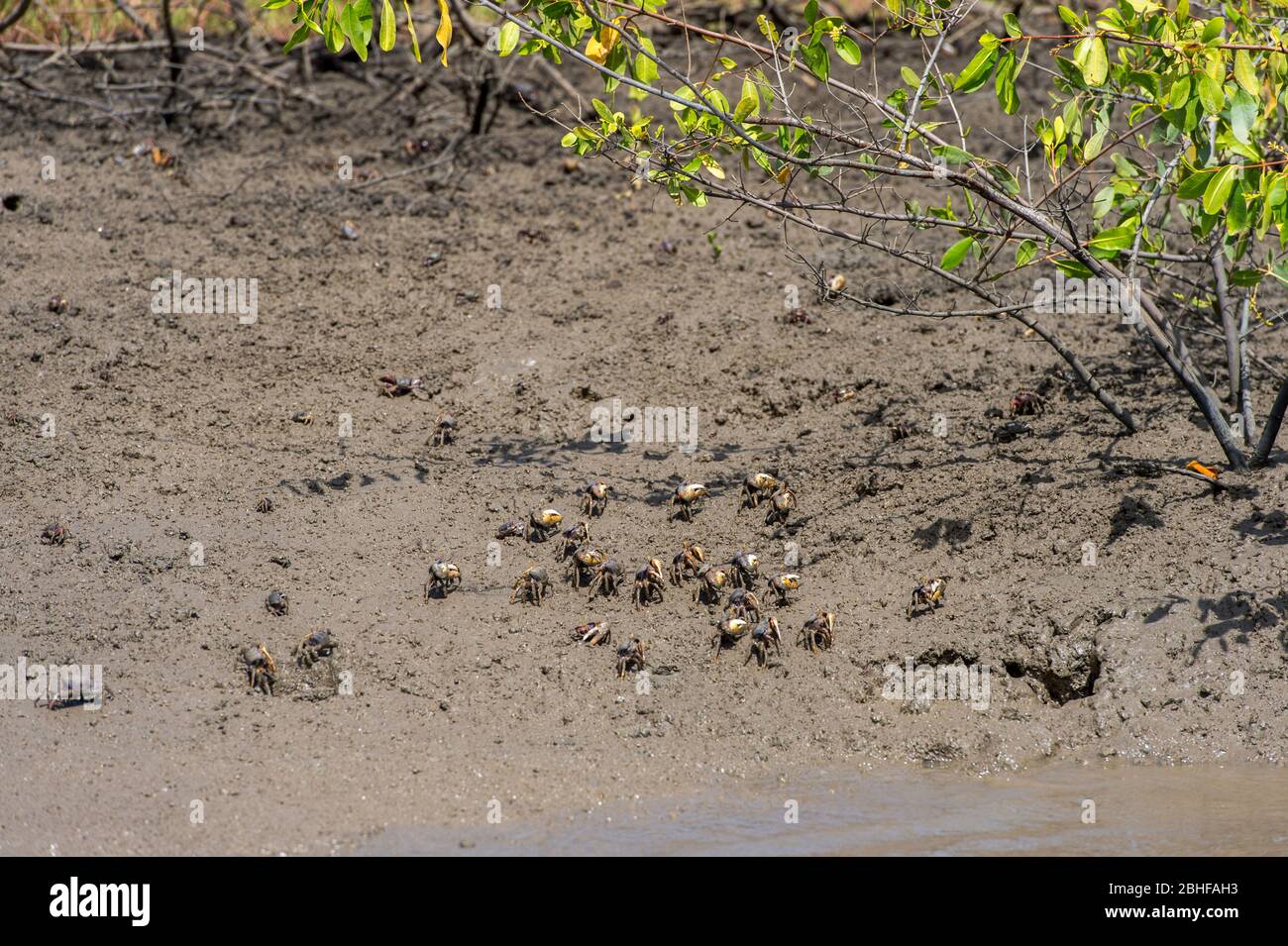 Crabes à marée basse sur la rive de la rivière de la Gambie. Rivière, Gambie Banque D'Images