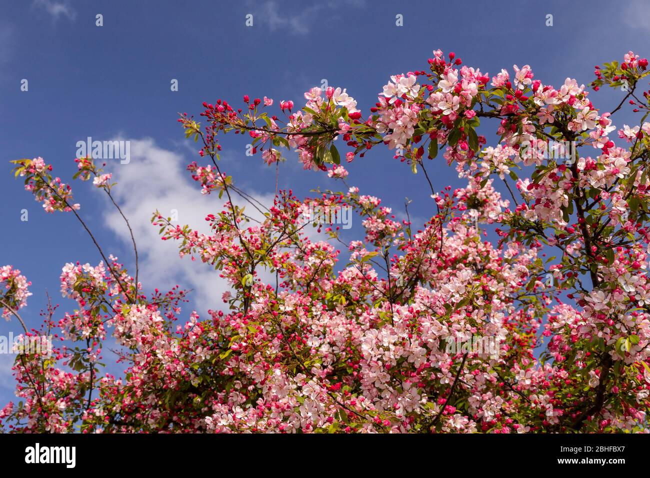Fleurs rose au printemps Banque D'Images