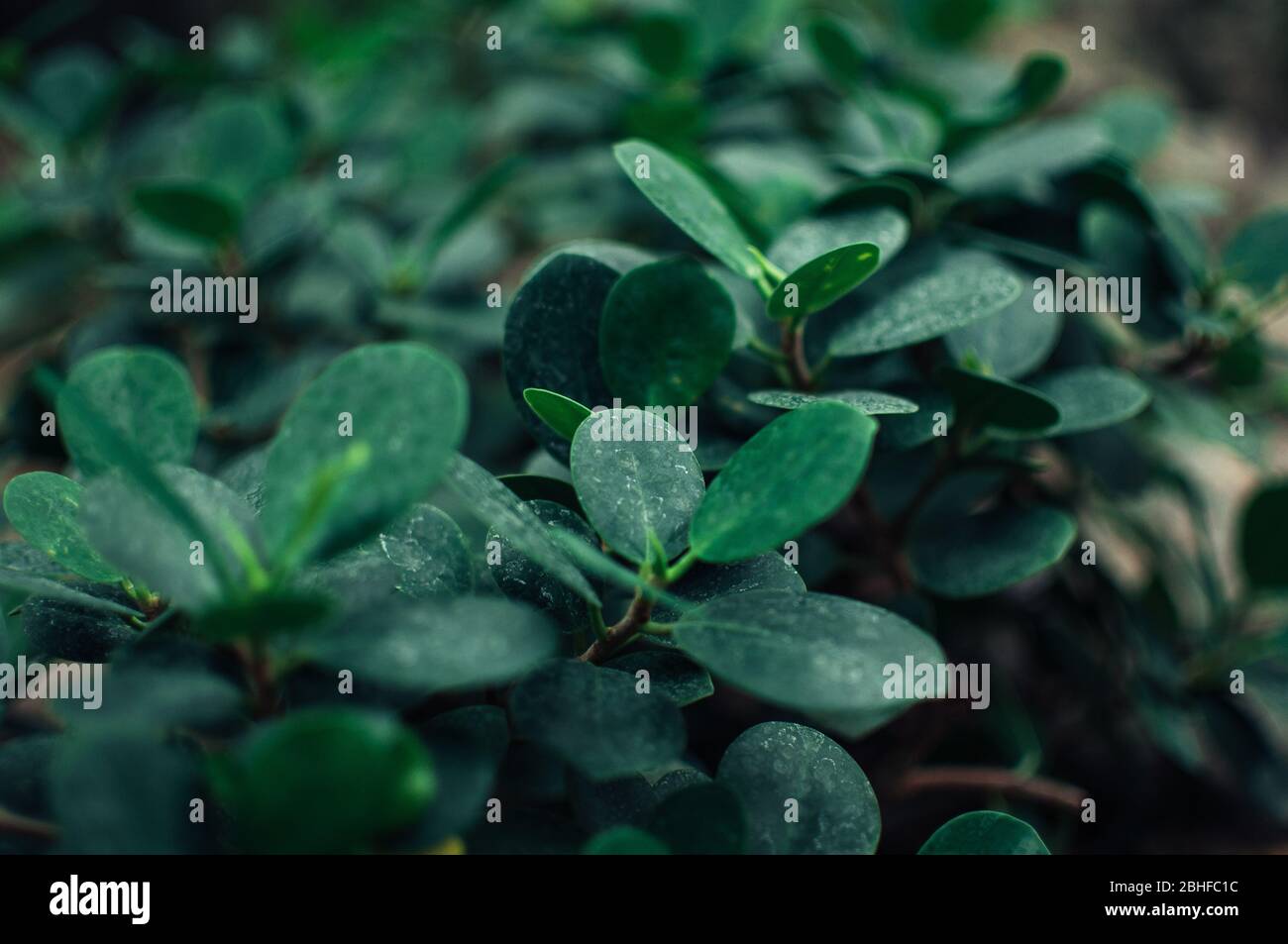 Crasula Ovata Jade succulent, jade plante, arbre d'amitié, plante heureuse, ou arbre d'argent. Feuilles d'une plante verte. Arrière-plan naturel des feuilles Banque D'Images