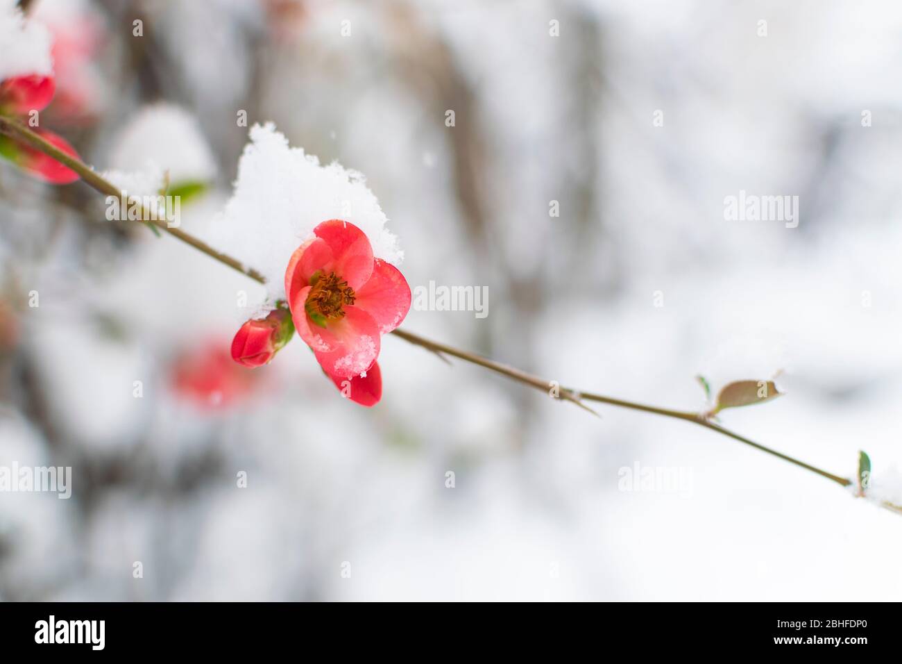 Hiver au printemps. Fleurs de bourgeons roses sur le brunch de l'abricot couvert de neige Banque D'Images