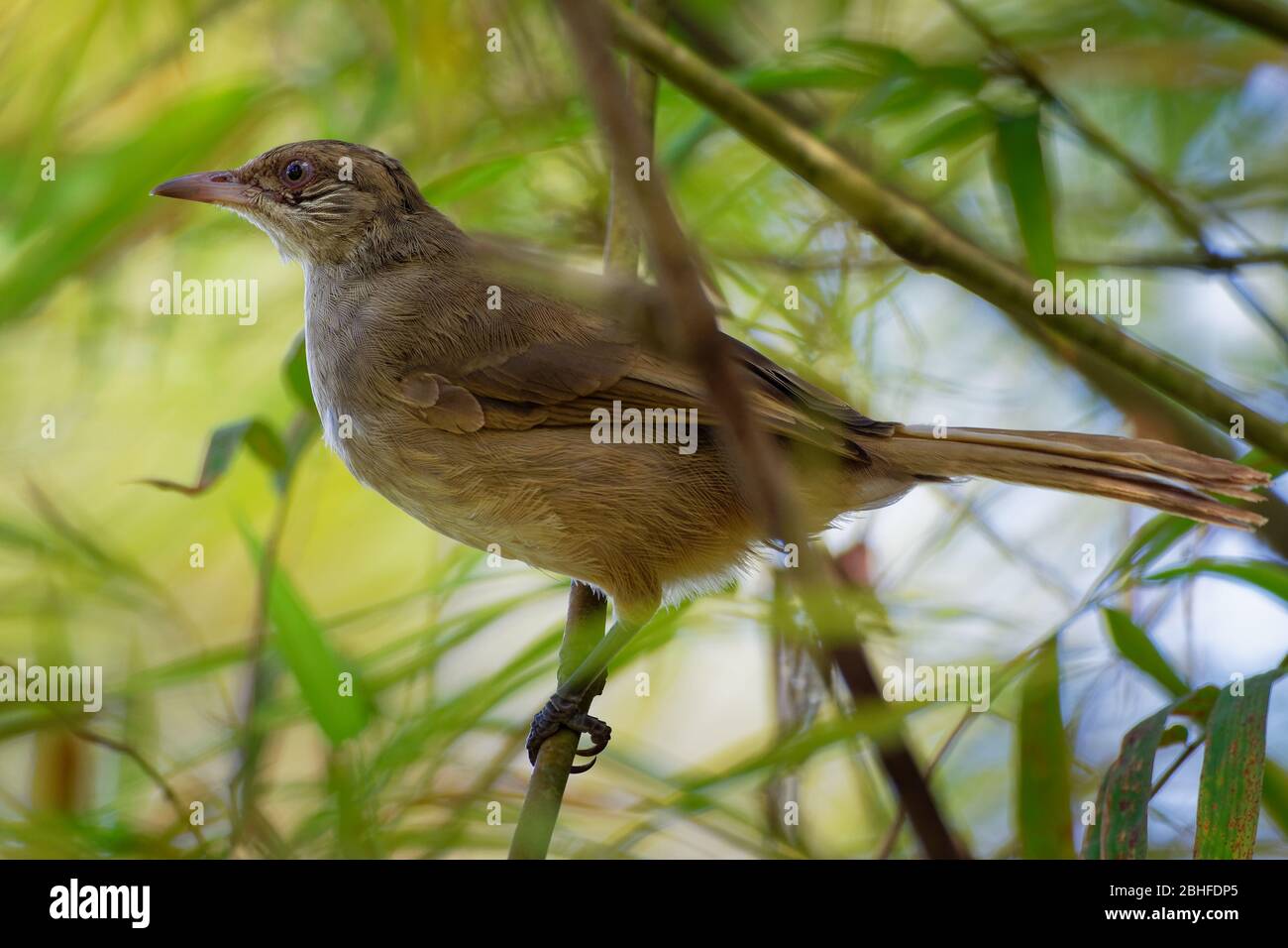 Bulbul strié - Pycnonotus blanfordi la famille des oiseaux de sérine du bulbul, que l'on trouve de Thaïlande et de la péninsule malaise à l'Indochine du sud, natura Banque D'Images