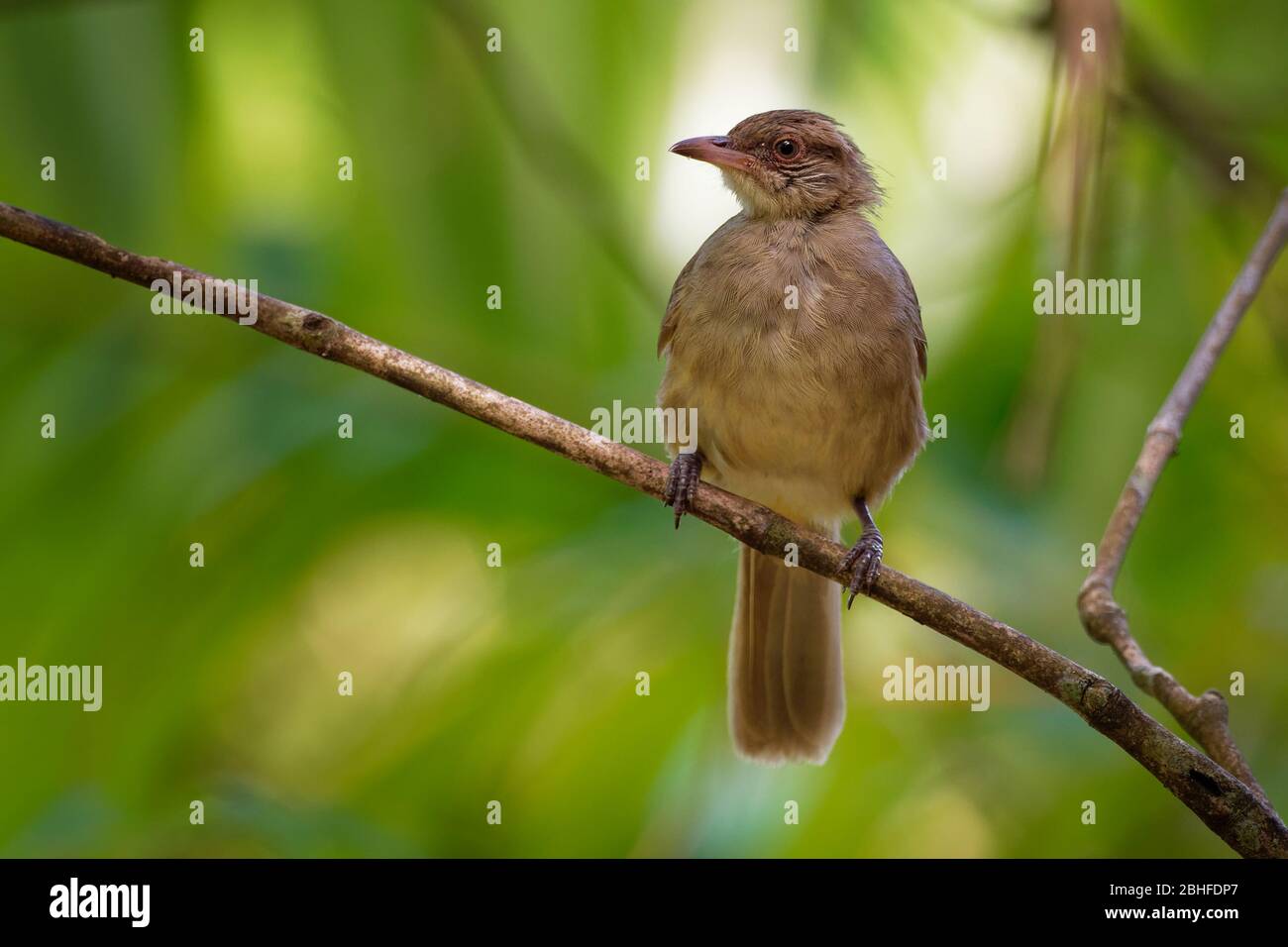 Bulbul strié - Pycnonotus blanfordi la famille des oiseaux de sérine du bulbul, que l'on trouve de Thaïlande et de la péninsule malaise à l'Indochine du sud, natura Banque D'Images