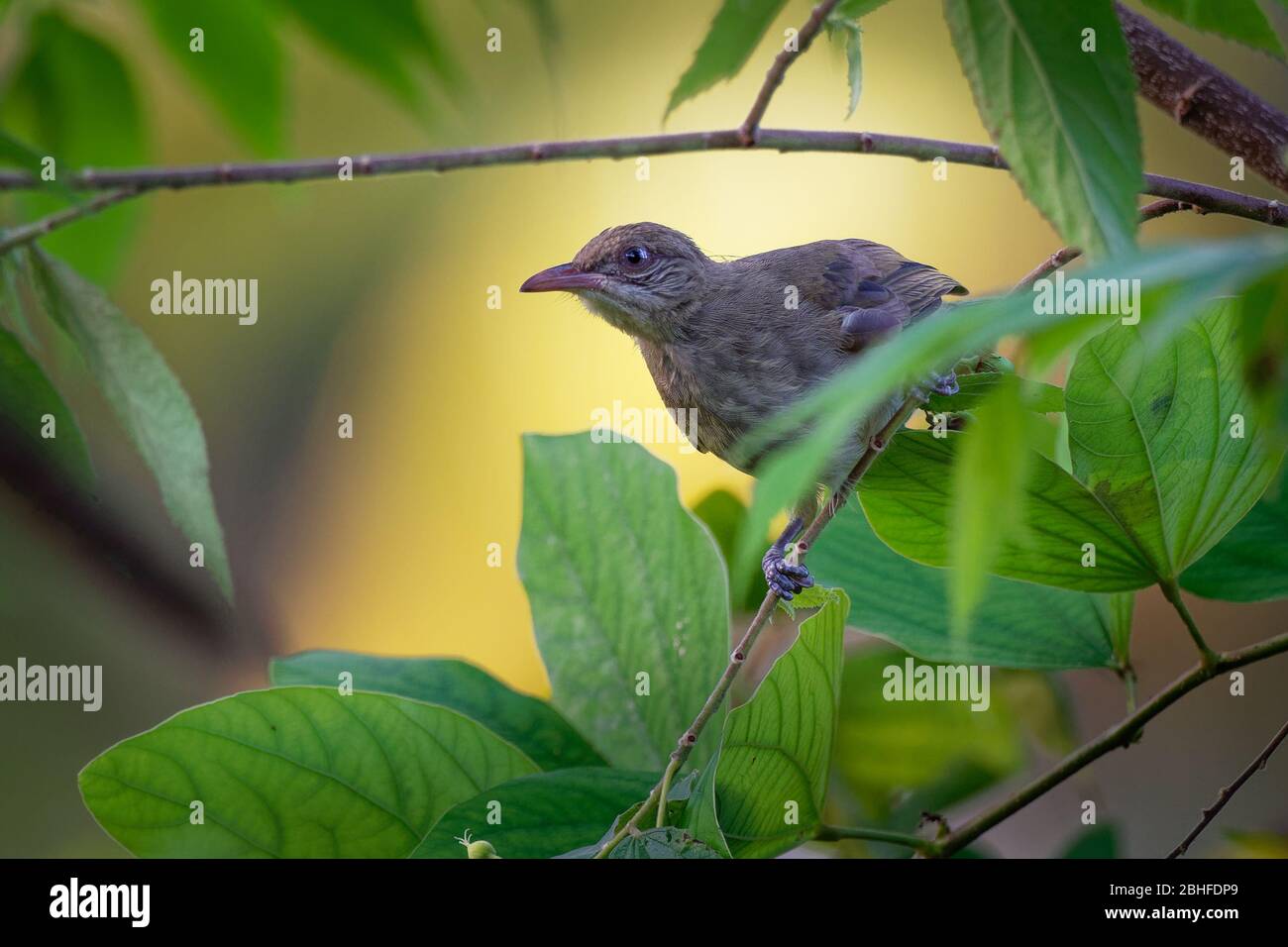 Bulbul strié - Pycnonotus blanfordi la famille des oiseaux de sérine du bulbul, que l'on trouve de Thaïlande et de la péninsule malaise à l'Indochine du sud, natura Banque D'Images