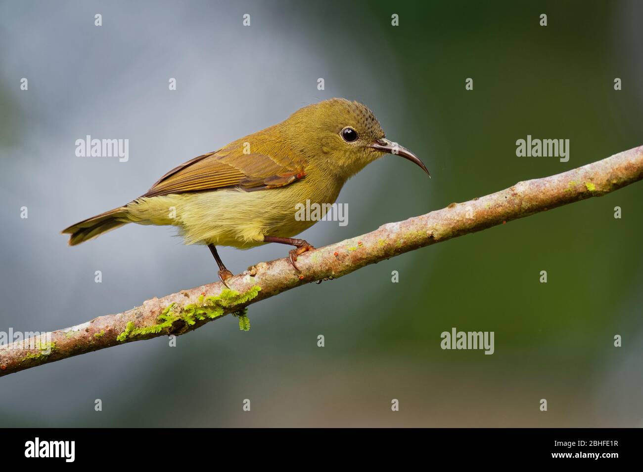 Oiseaux Temmincks Sunbird - Aethopyga temminckii espèces de sunbird, trouvé à Bornéo, Sumatra, Malaisie, et sud-ouest de la Thaïlande dans le monlan tropical humide Banque D'Images