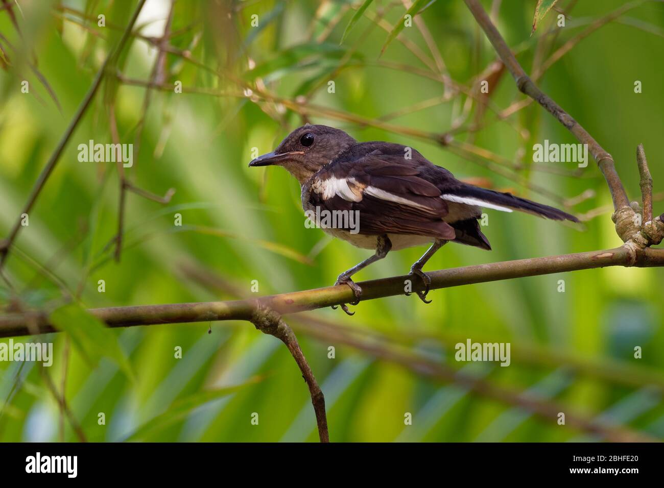 Oriental Magpie-Robin - Copsycus saularis petit oiseau de sérine qui était auparavant classé comme membre de la famille des thrush Turdidae, juvénile. Banque D'Images