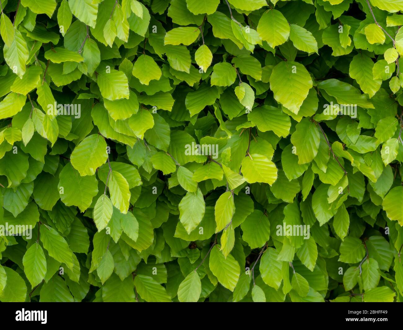 Haie de hêtre vert frais, feuilles au printemps, ferme. Contexte. Fagus sylvatica. Banque D'Images
