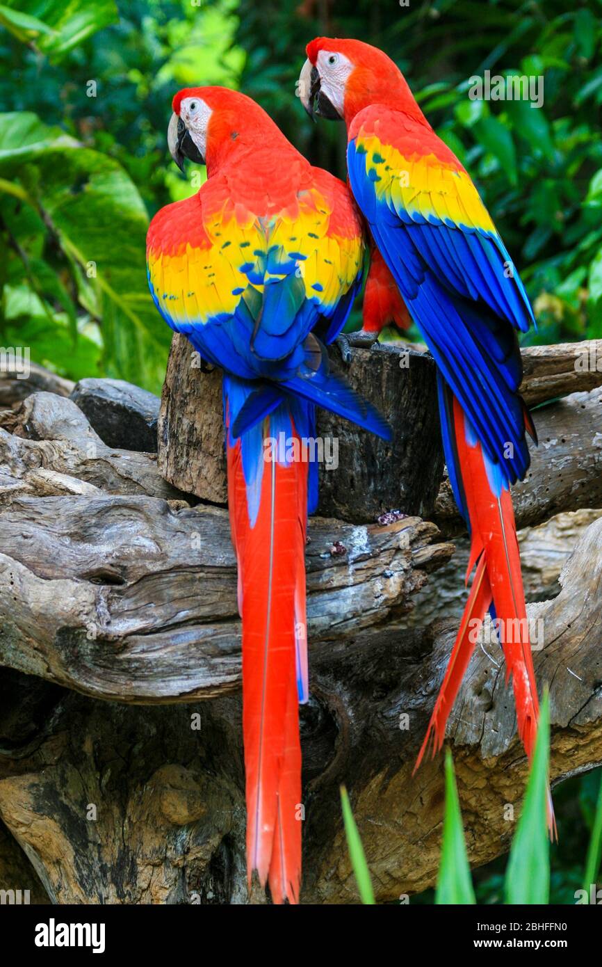 2 perroquet bleu rouge nageant sur l'arbre Banque D'Images