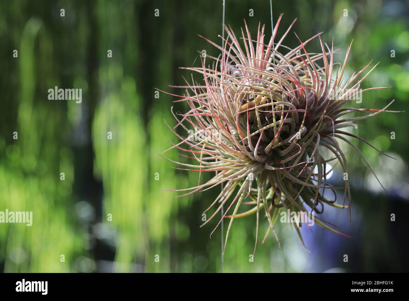 Usine d'air avec un fond vert. Lac de Galles, Floride. Banque D'Images