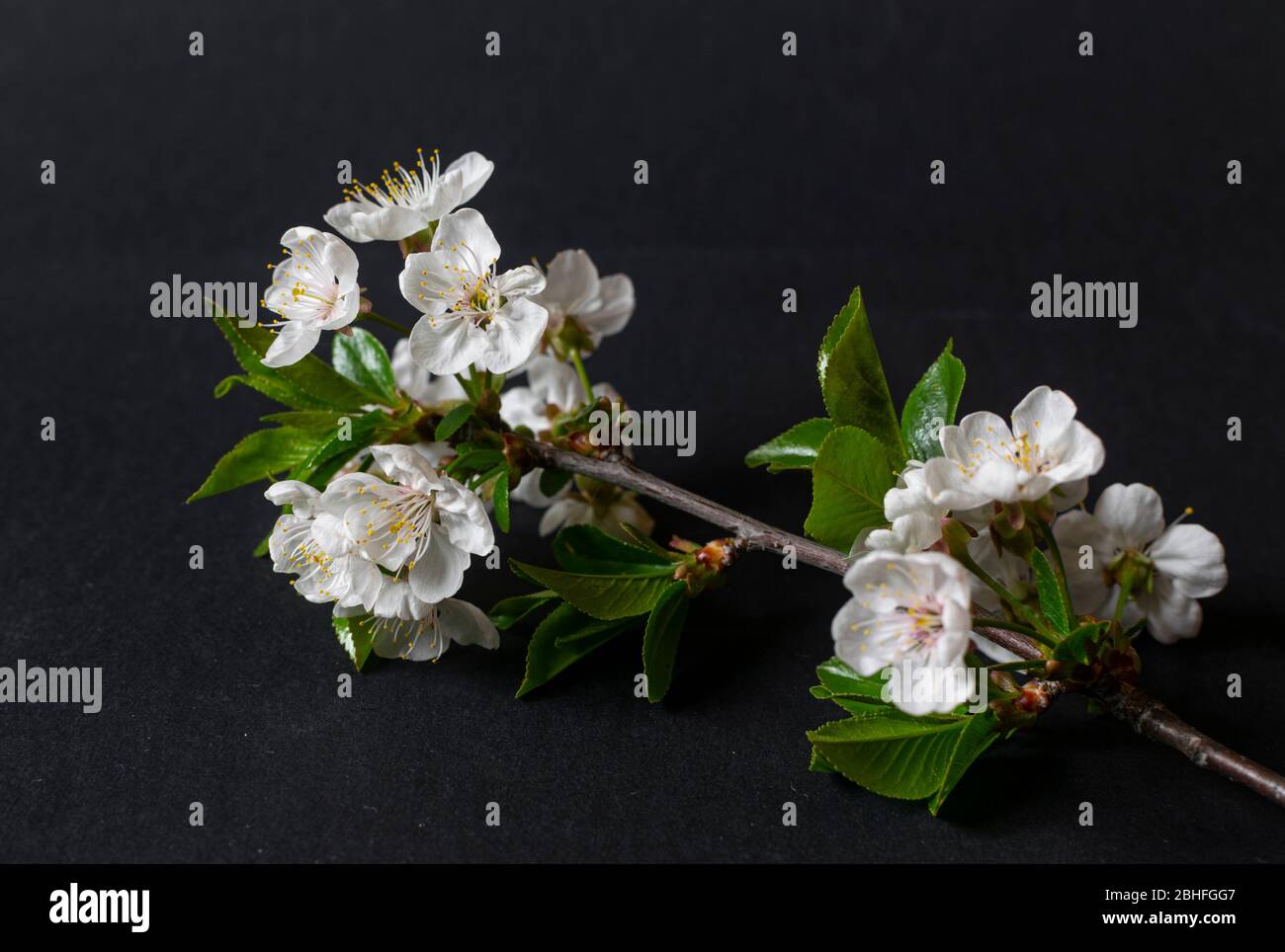 Gros plan photo de la branche de prune avec fleurs de fleurs sur fond noir Banque D'Images