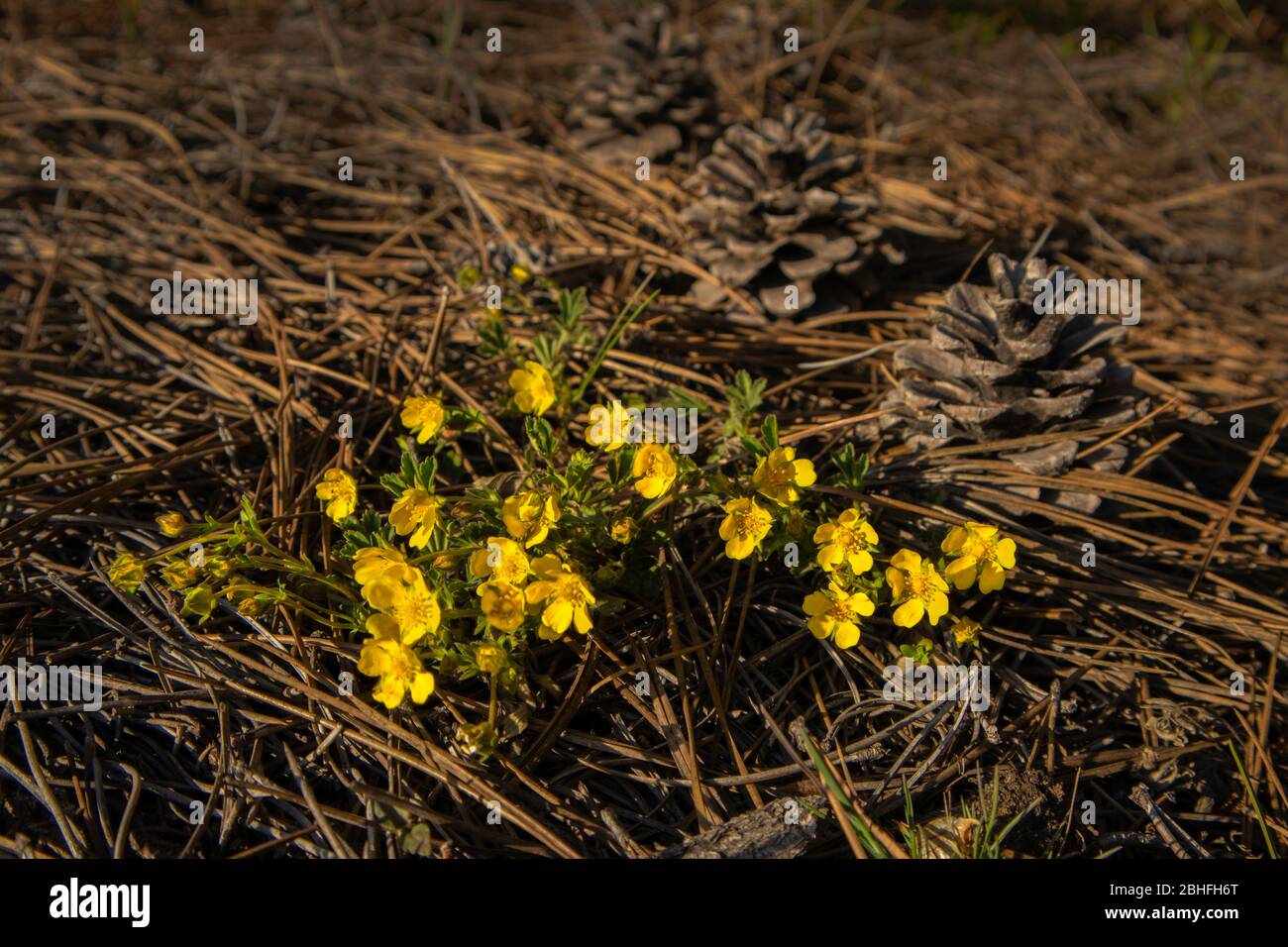 Eranthis hyemalis. Fleurs de printemps. Cônes dans la forêt. Banque D'Images