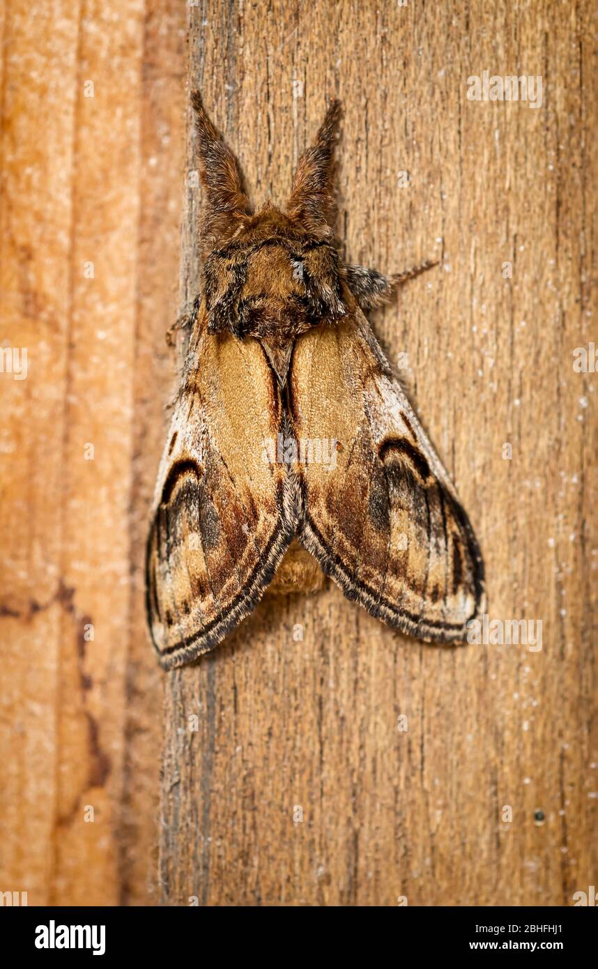 Pebble proéminent Notodonta ziczac une espèce commune de la Moth britannique. Banque D'Images