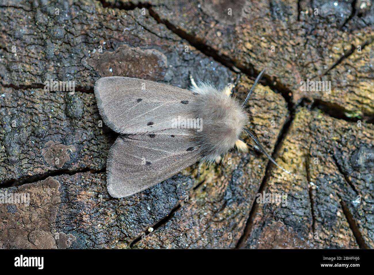 Mullin Moth Diaphora menica espèces reposant sur une ancienne extrémité de bois dans un jardin Norfolk, Royaume-Uni Banque D'Images