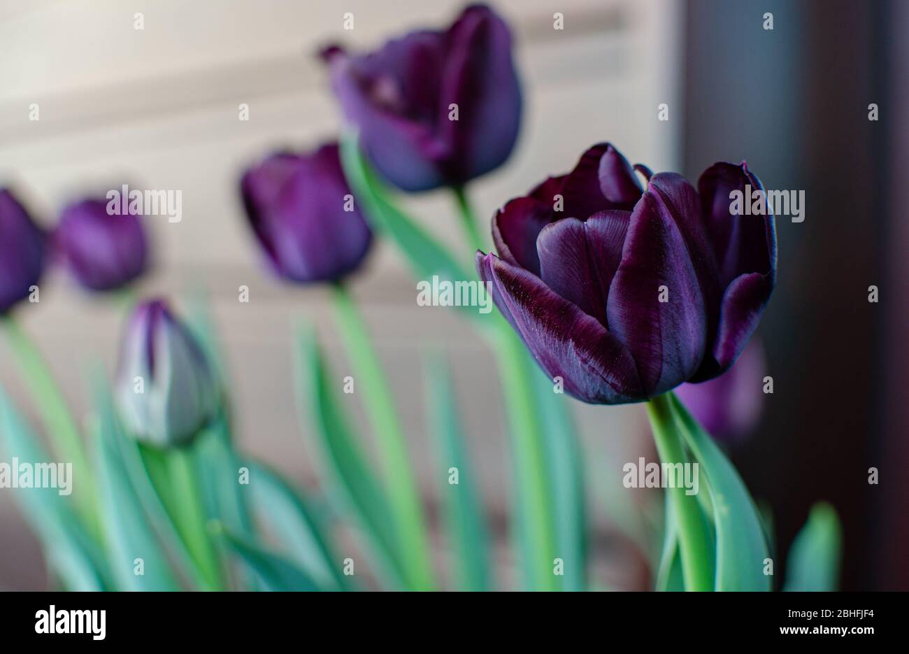 Belle tulipe pourpre reine de nuit sur fond de bois poussent sur le balcon. Banque D'Images