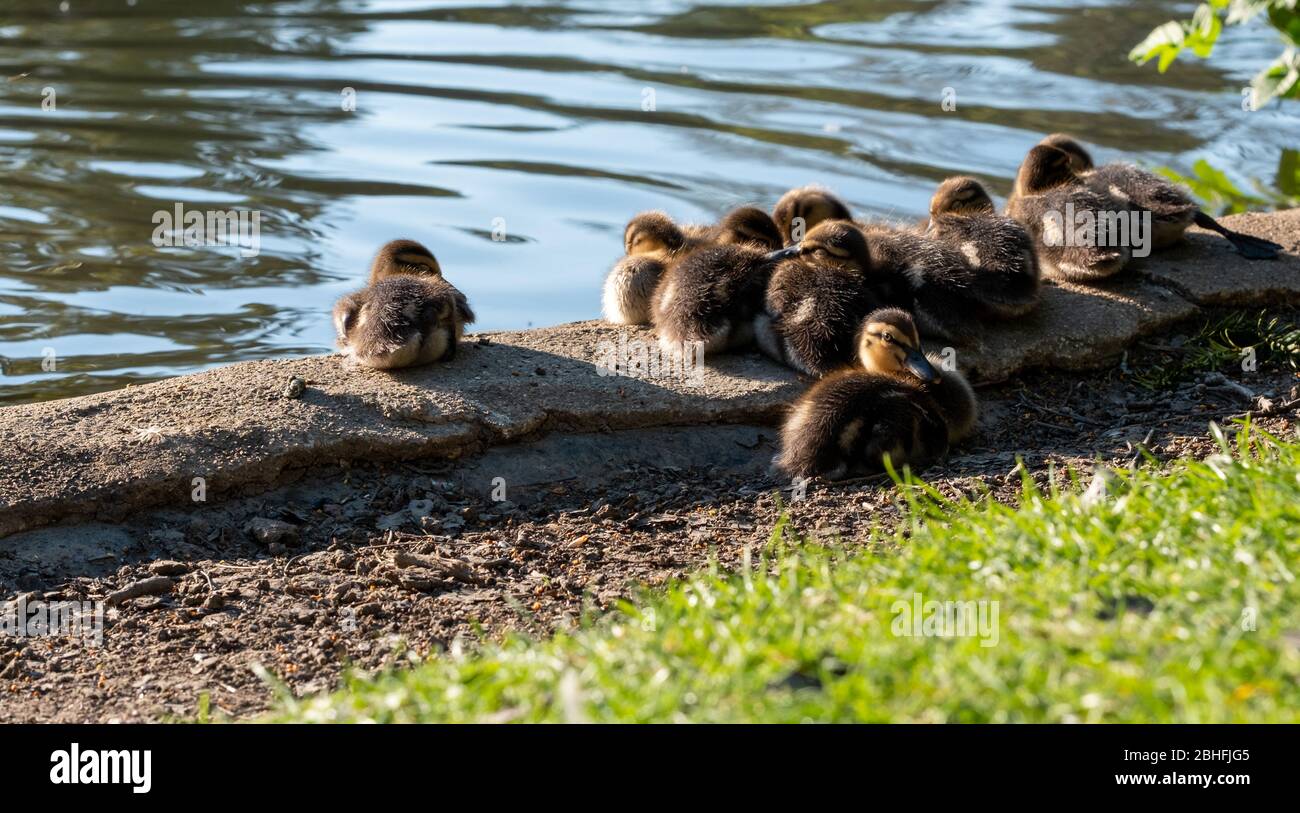 Des canettes nouvellement hachées au bassin de canards du parc commémoratif Pinner, Pinner, Middlesex, nord-ouest de Londres Royaume-Uni, photographiées lors d'une journée de printemps ensoleillée. Banque D'Images