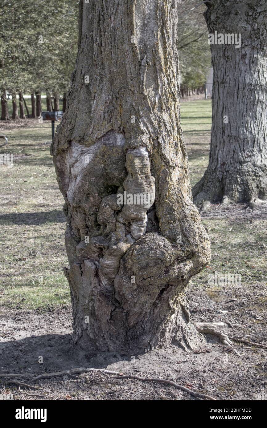 Formes étranges sur l'écorce d'arbre..ressemblant à des êtres étranges entrant et sortant de l'écorce de l'arbre. Banque D'Images