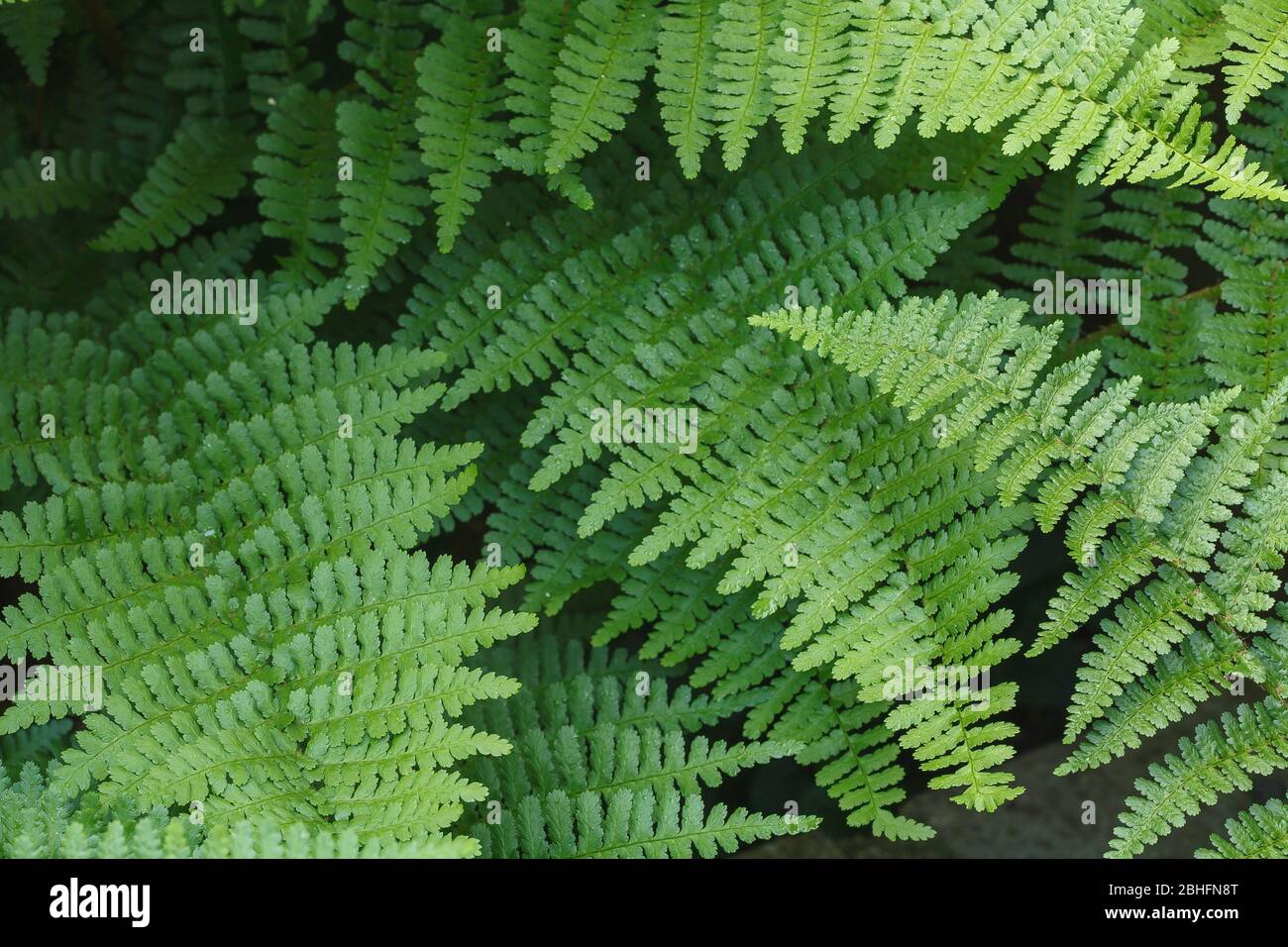 Gros plan de bois fern Dryopteris Felix-mas feuilles dans un jardin, Royaume-Uni Banque D'Images