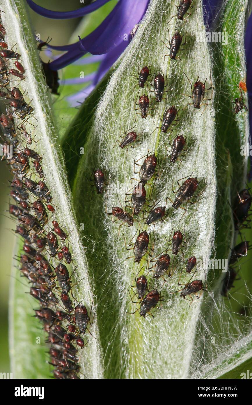 Gros plan de la mouche noire des pucerons (aphididae, peut-être aphis gossypii) suçant sur une feuille dans un jardin britannique Banque D'Images