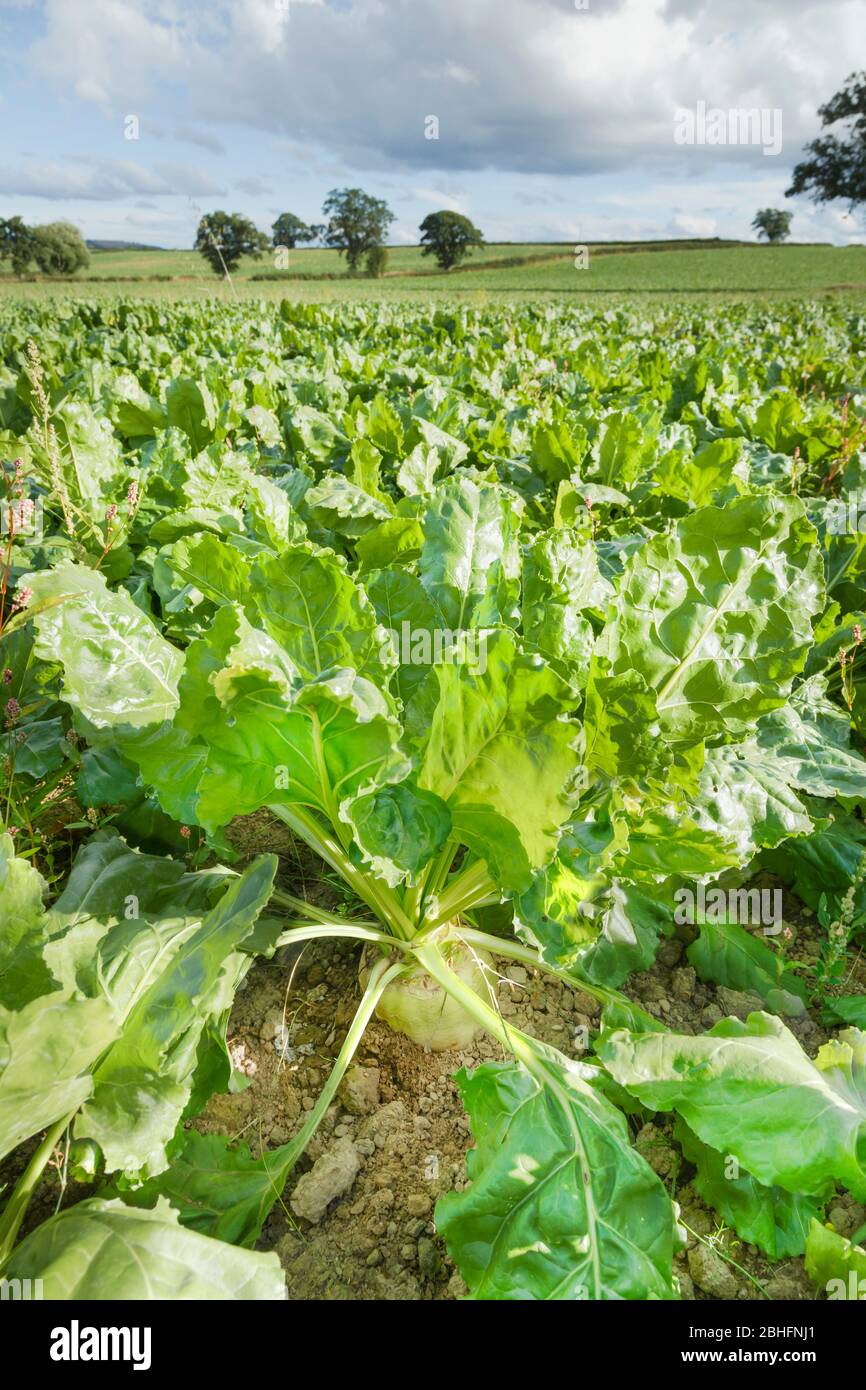 Légumes de betterave à sucre, cultivés dans un champ d'alimentation animale sur des terres agricoles dans le Shropshire, au Royaume-Uni Banque D'Images