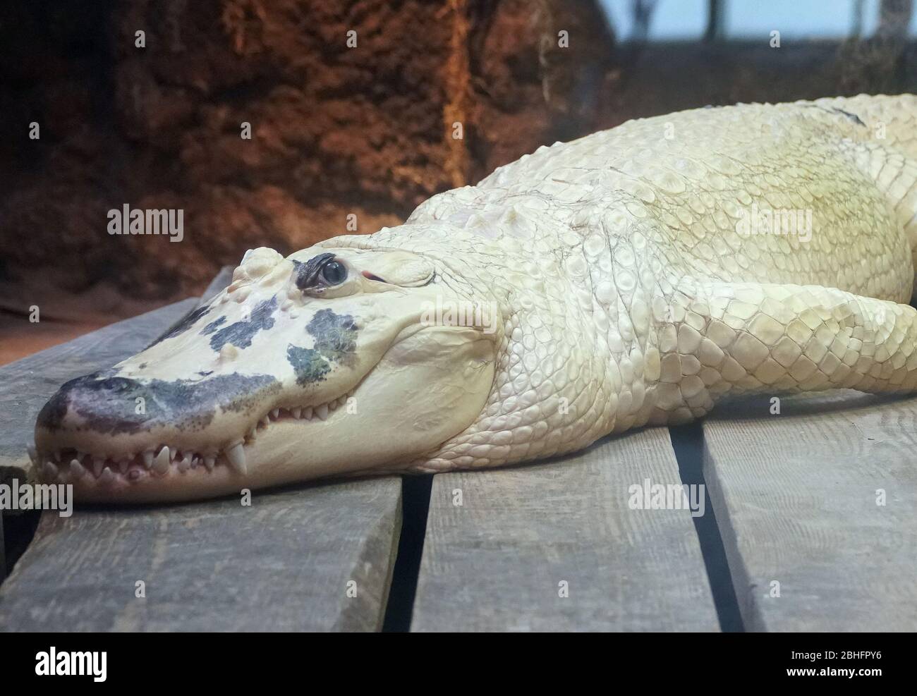 Un alligator blanc albino avec des marques noires sur son visage Banque D'Images